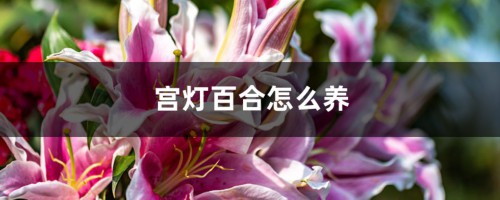 宫灯百合怎么养