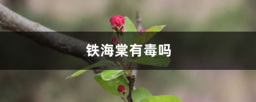 铁海棠有毒吗