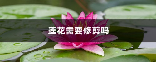 莲花需要修剪吗，莲花如何修剪