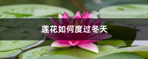 莲花如何度过冬天，莲花到冬天会死吗