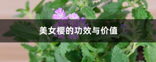 美女樱的功效与价值