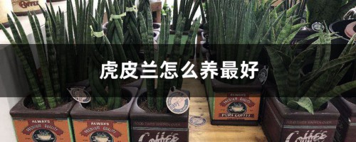 虎皮兰怎么养最好