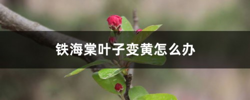 铁海棠叶子变黄怎么办