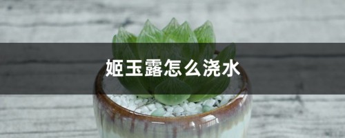 姬玉露怎么浇水